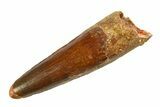 Fossil Spinosaurus Tooth - Real Dinosaur Tooth #351550-1